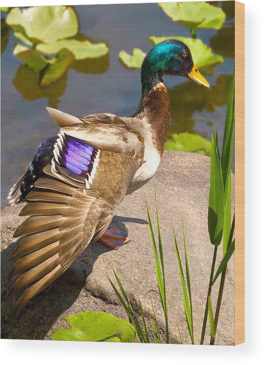 Mallard Duck In The Sun At Rockland Lake New York Nature Fine Art Photography Print Wall Wood Print featuring the photograph Mallard Duck on Rock by Jerry Cowart