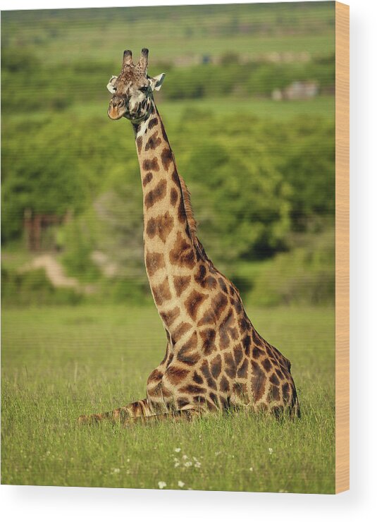 Giraffe Wood Print featuring the photograph Masai Giraffe at Rest by Steven Upton