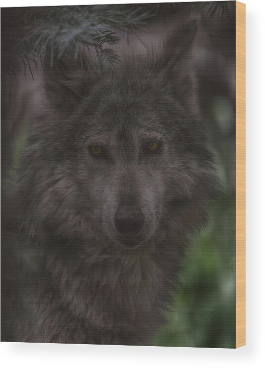 Animal Wood Print featuring the photograph Mexican Grey Wolf by Brian Cross