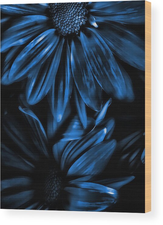 Midnight Blue Wood Print featuring the photograph Midnight Blue Gerberas by Bonnie Bruno