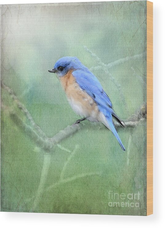 Eastern Bluebird Wood Print featuring the photograph Misty Blue by Betty LaRue