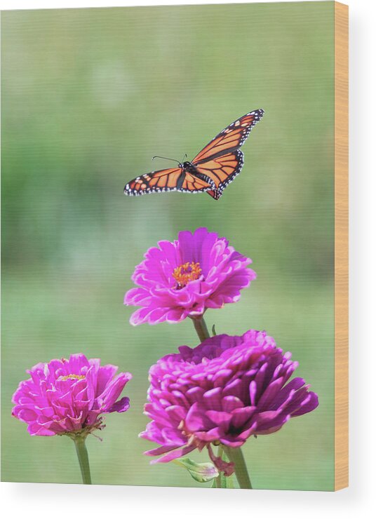 Butterfly Flying Flight Mid-air Mid Air Monarch Inset Butterflies Flowers Garden Botany Botanical Outside Outdoors Nature Natural Brian Hale Brianhalephoto Ma Mass Massachusetts Newengland New England U.s.a. Usa Wood Print featuring the photograph Monarch in Flight 2 by Brian Hale