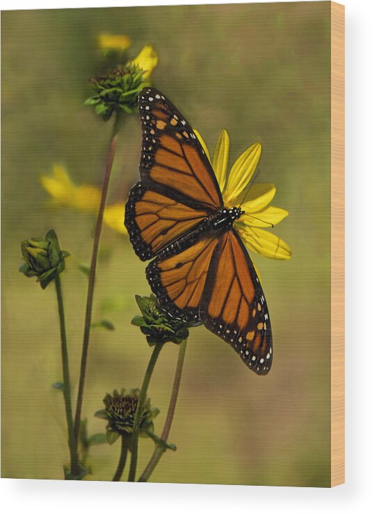 Butterfly Wood Print featuring the photograph Monarch in the Garden - Vertical by Mitch Spence