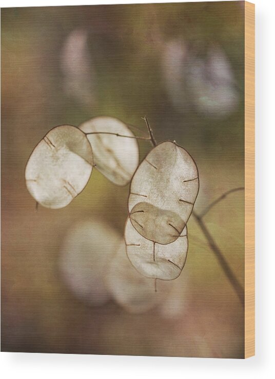Money Plant Wood Print featuring the photograph Money Plant by Dale Kincaid