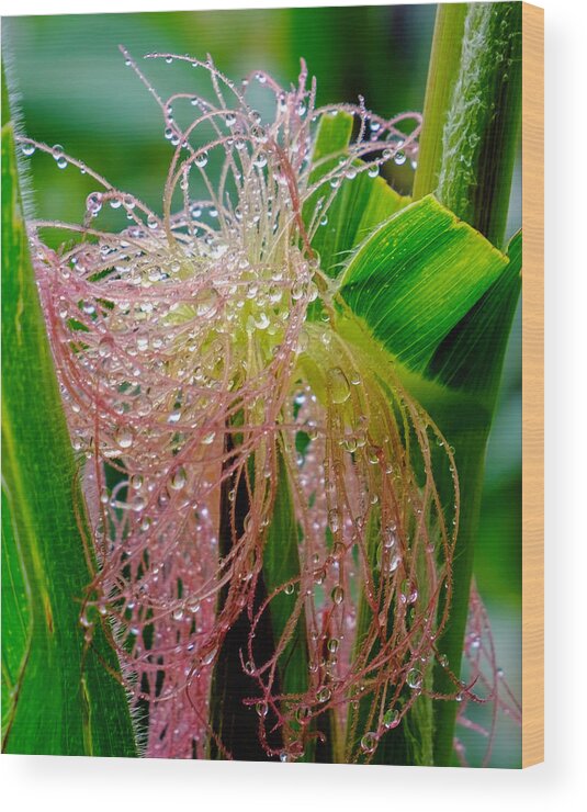 Flowers Wood Print featuring the photograph Morning Dew on the Corn by Roberta Kayne