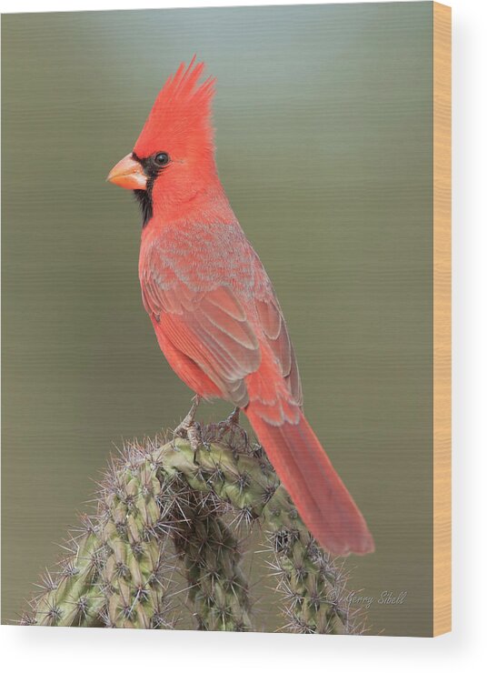 Nature Wood Print featuring the photograph Mr. Cardinal by Gerry Sibell