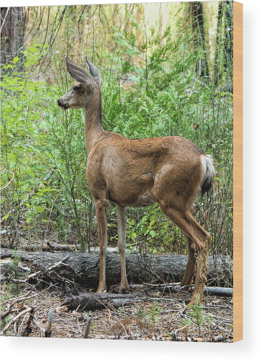 Mule Deer Wood Print featuring the photograph Mule Deer Doe - Yosemite by Kristia Adams