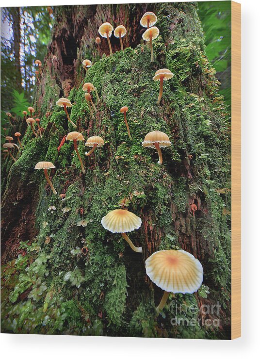 Mushroom Wood Print featuring the photograph Mushroom Colony by Martin Konopacki