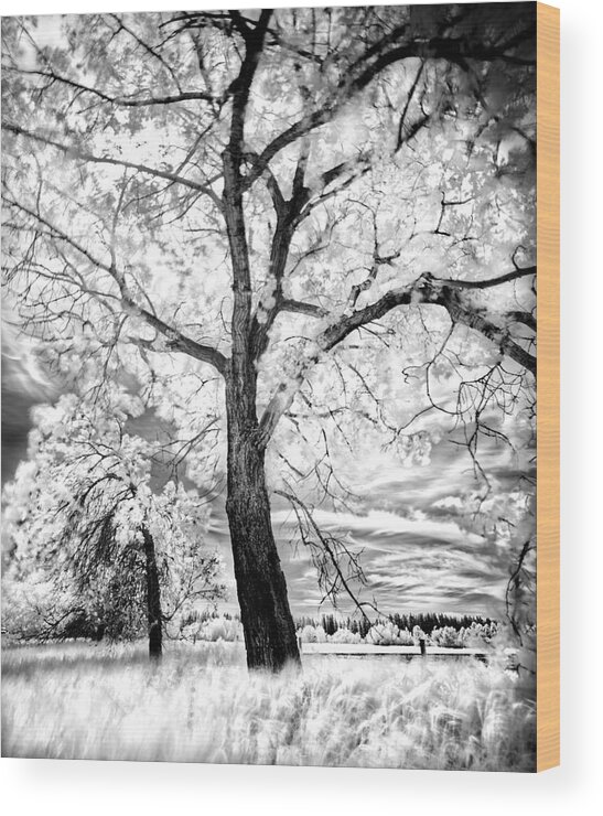 Infrared Wood Print featuring the photograph Music Moves The Soul by Dan Jurak