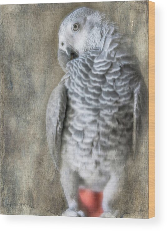 African Grey Wood Print featuring the photograph Mysterious Parrot by Jennifer Grossnickle