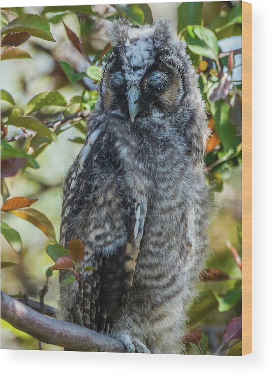 Long-eared Owl Wood Print featuring the photograph Napping Long-Eared Owlet by Yeates Photography