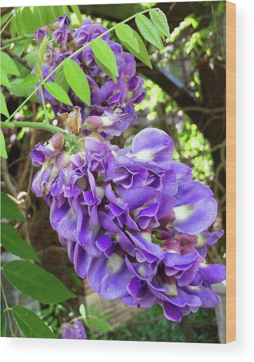 Wisteria Wood Print featuring the photograph Native Wisteria Vine II by Angela Annas