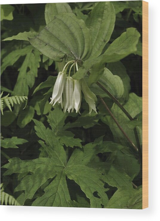 Flowers Wood Print featuring the photograph Natures Accents by Charles Lucas