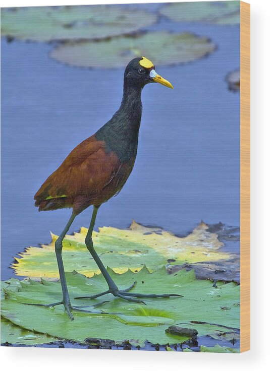 Northern Jacana Wood Print featuring the photograph Northern Jacana by Larry Linton