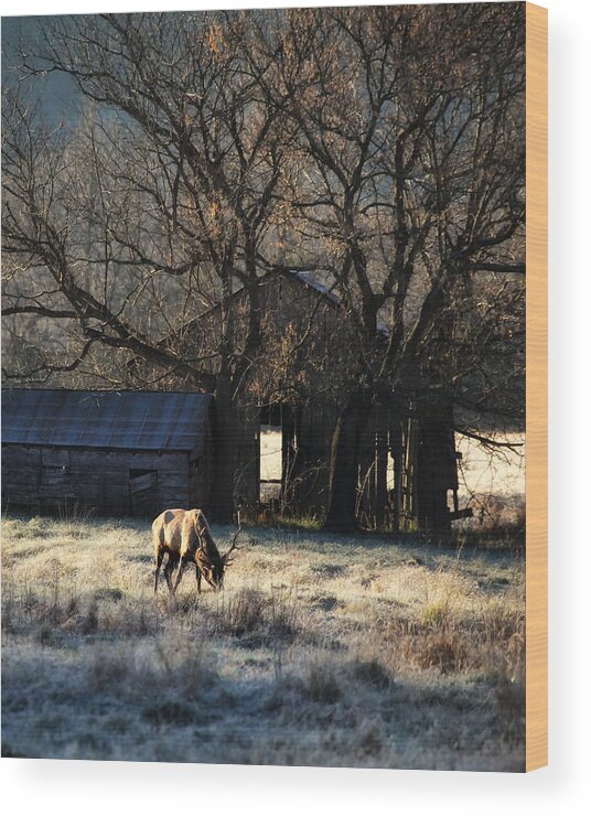 Elk Wood Print featuring the photograph November Sunrise by Michael Dougherty
