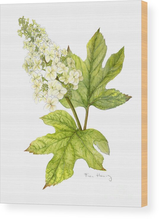 Botanical Wood Print featuring the painting Oak Leaf Hydrangea by Fran Henig