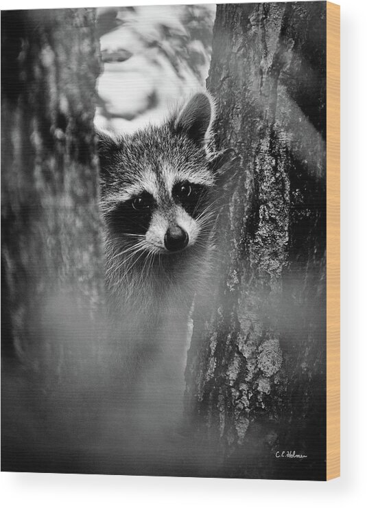 Racoon Wood Print featuring the photograph On Watch - BW by Christopher Holmes