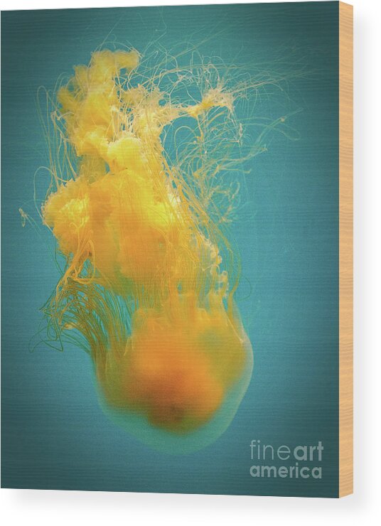Jellyfish Wood Print featuring the photograph Orange Jelly by Cheryl Del Toro