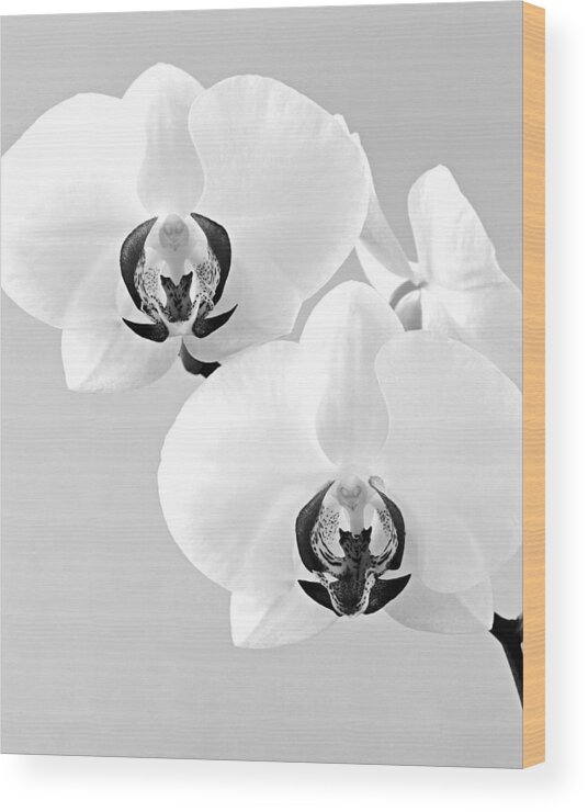 Orchid Wood Print featuring the photograph Orchid 3- St Lucia by Chester Williams