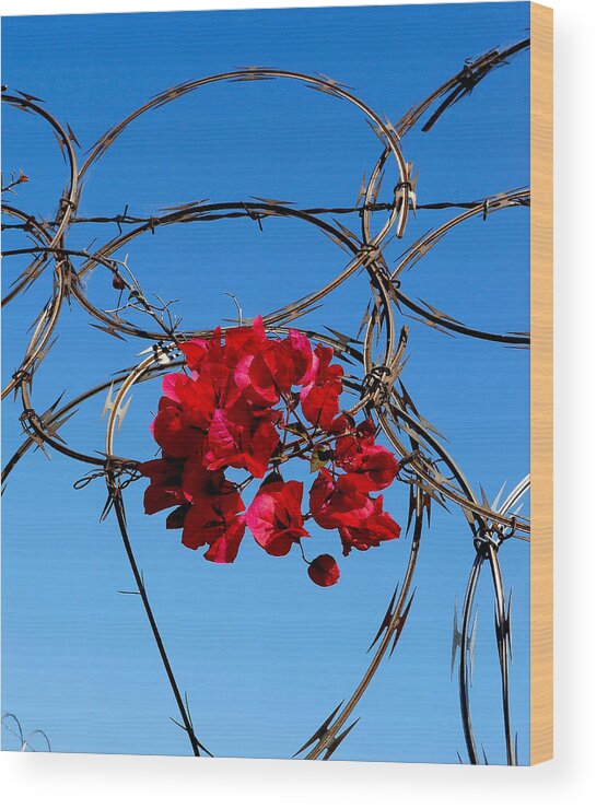 Red Flowers Wood Print featuring the photograph Pairing by Gia Marie Houck