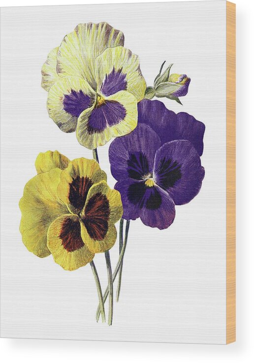 Pansies Wood Print featuring the painting Pansies by MotionAge Designs