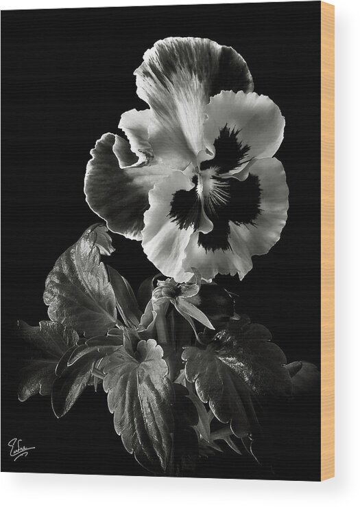 Flower Wood Print featuring the photograph Pansy in Black and White by Endre Balogh
