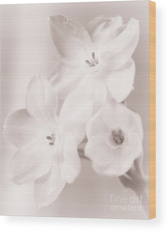 Paper Whites Wood Print featuring the photograph Paper Whites II by Tamara Becker