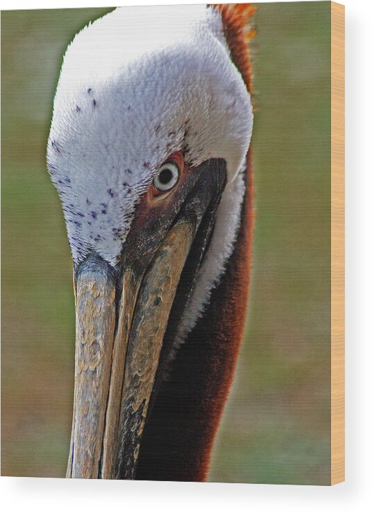 Pelican Wood Print featuring the painting Pelican Head by Michael Thomas
