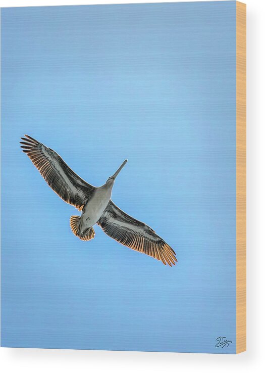 Brown Pelican Wood Print featuring the photograph Pelican Overhead by Endre Balogh
