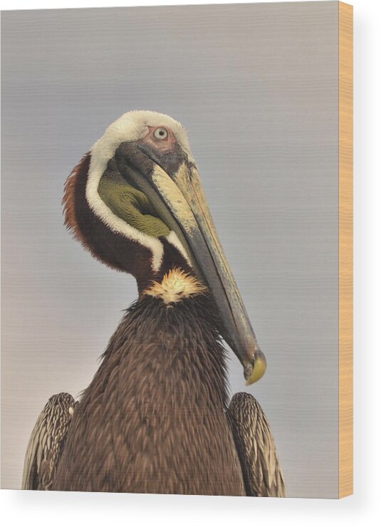 Pelican Wood Print featuring the photograph Pelican portrait by Nancy Landry