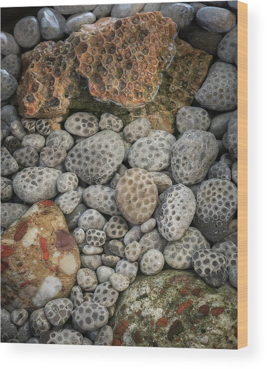 Petoskey Stones Wood Print featuring the photograph Petoskey and Pudding Stones by William Christiansen