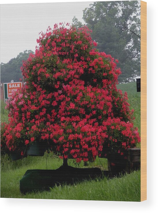 Flowers Wood Print featuring the photograph Petunia Tree by Jeanette Oberholtzer