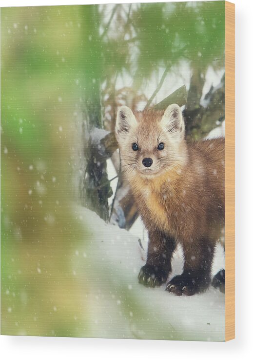 Algonquin Wood Print featuring the photograph Pine Marten by Tracy Munson