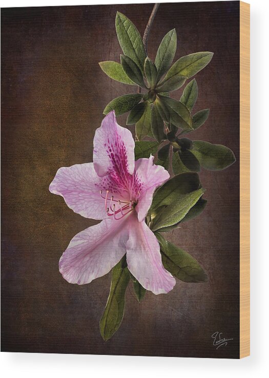 Flower Wood Print featuring the photograph Pink Azalea by Endre Balogh