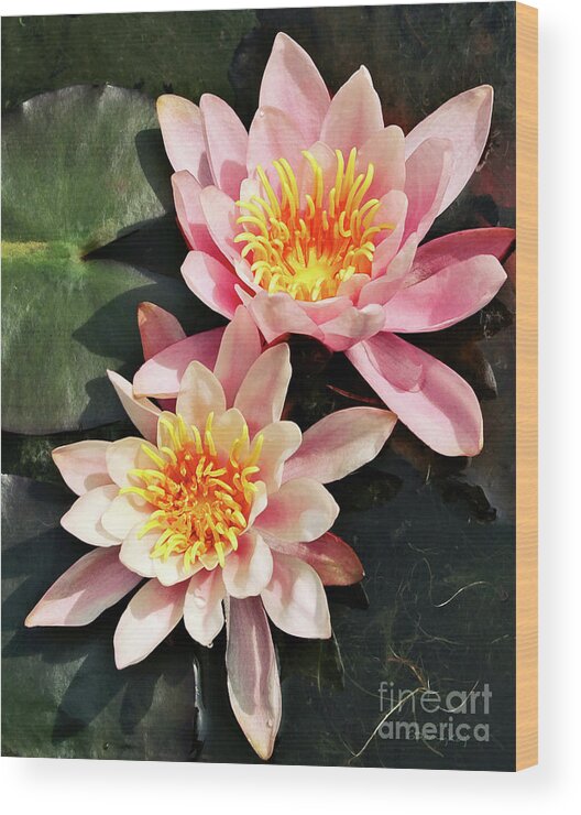 Gabriele Pomykaj Wood Print featuring the photograph Pink Waterlilies Close Up by Gabriele Pomykaj