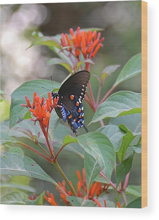 Garden Wood Print featuring the photograph Pipevine Swallowtail Butterfly on Firebush by Carol Bradley