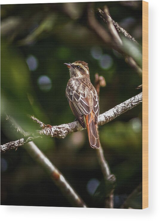 Colombia Wood Print featuring the photograph Piratic Flycatcher La Macarena Colombia by Adam Rainoff