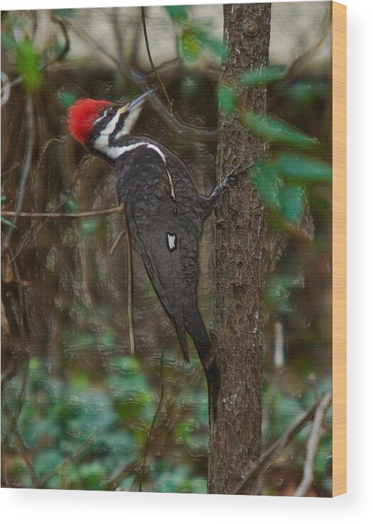 Pileated Woodpecker Wood Print featuring the photograph Plastic Wrapped Pileated Woodpecker by Robert L Jackson