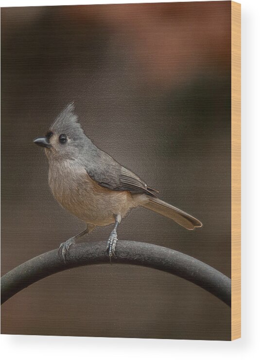 Tufted Titmouse Wood Print featuring the photograph Plastic Wrapped Titmouse by Robert L Jackson