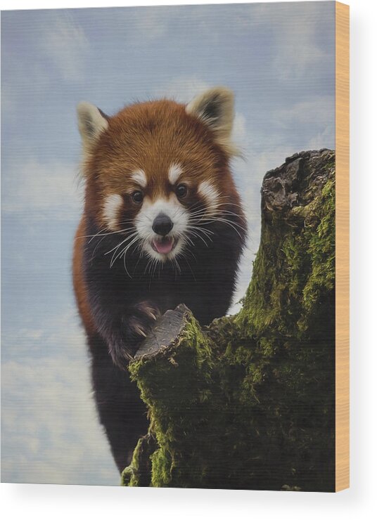 Playful Wood Print featuring the painting Playful - Red Panda Art by Jordan Blackstone