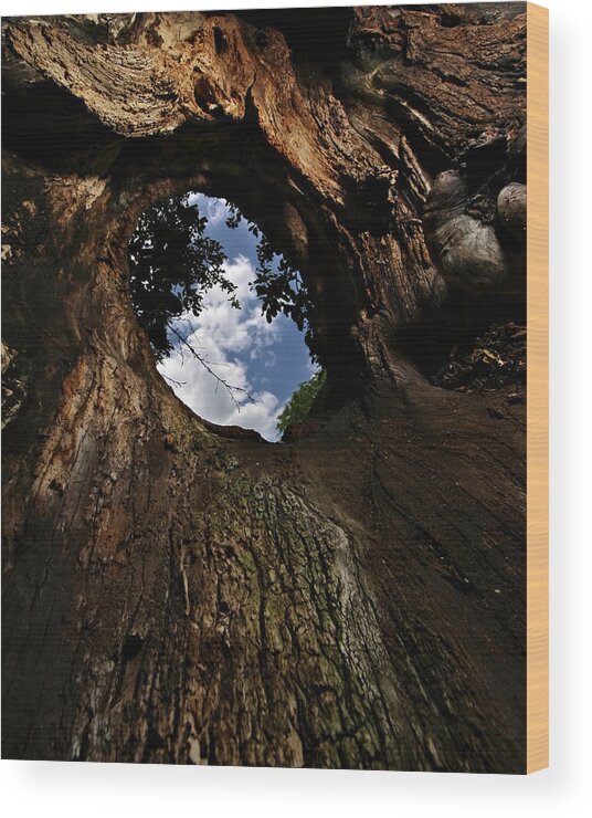 Tree Wood Print featuring the photograph Portal by Neil Shapiro