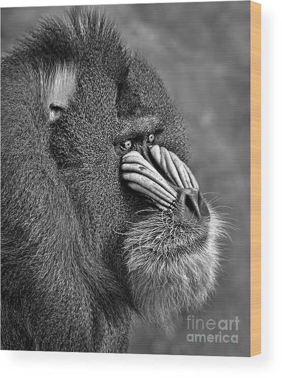 Mandrill Wood Print featuring the photograph Portrait of a Mandrill black and white version by Jim Fitzpatrick