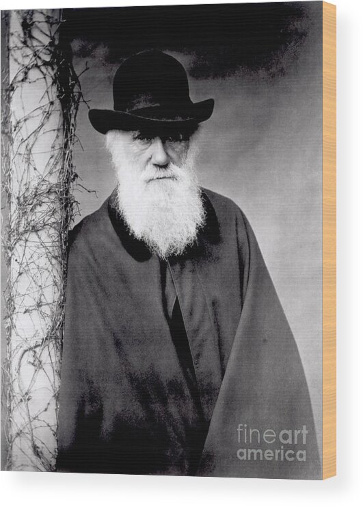 Portrait Of Charles Darwin (1809-82) 1881 (b/w Photo) By Julia Margaret Cameron (1815-79) Wood Print featuring the photograph Portrait of Charles Darwin by Julia Margaret Cameron