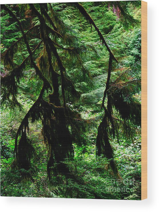 Redwood Trees Wood Print featuring the photograph Prairie Creek Redwoods State Park 12 by Terry Elniski