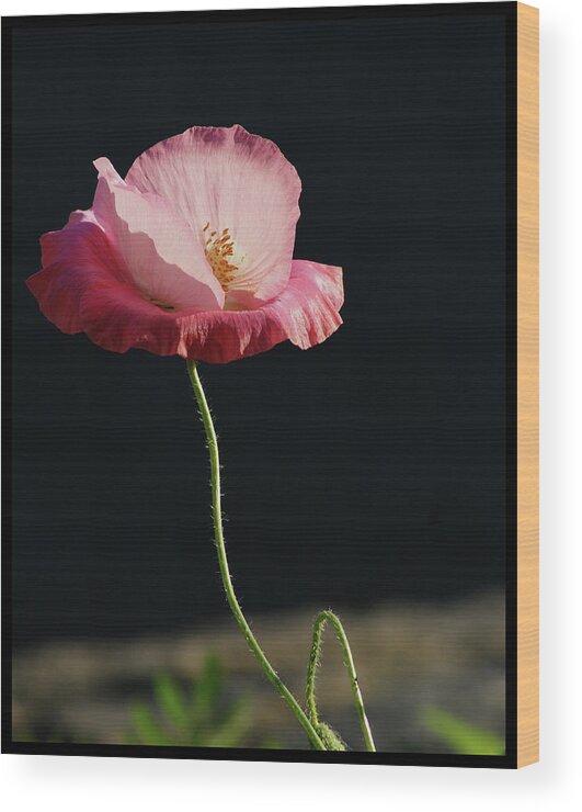 Flower Wood Print featuring the photograph Pretty In Pink Profile by Margie Avellino