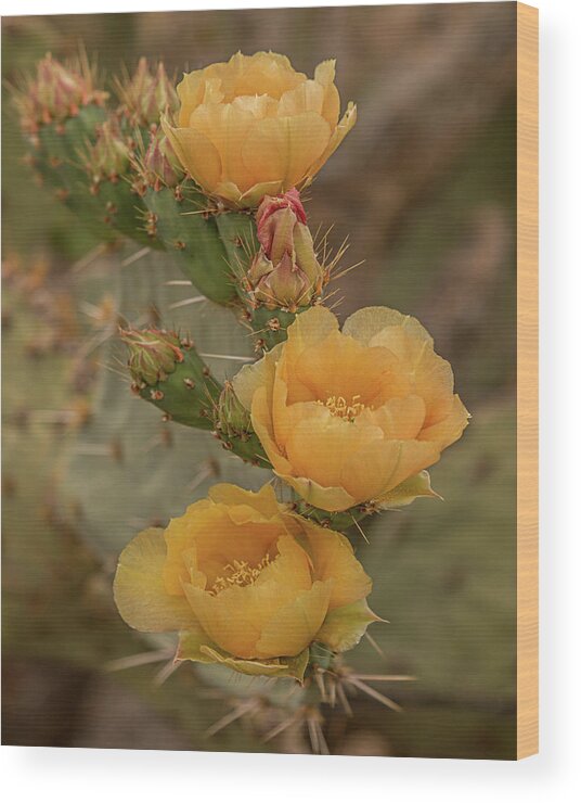 Cactus Wood Print featuring the photograph Prickly Pear Blossom Trio by Teresa Wilson