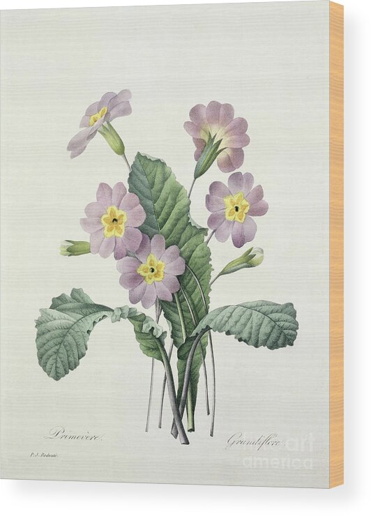 Primula Wood Print featuring the drawing Primrose by Pierre Joseph Redoute