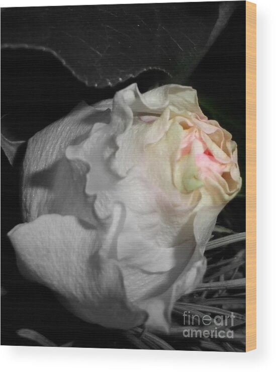 Roses Wood Print featuring the photograph Pure Perfection by Sian Lindemann