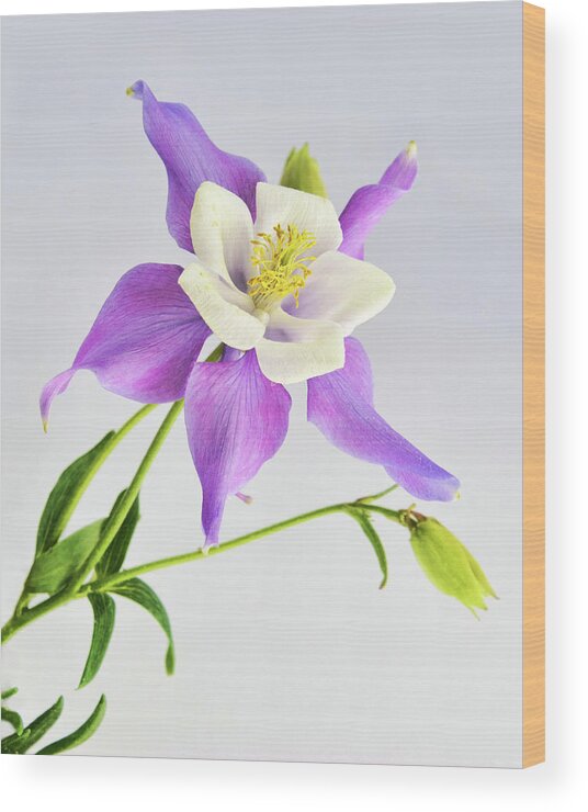 Aquilegia Wood Print featuring the photograph Purple Columbine by Ann Bridges