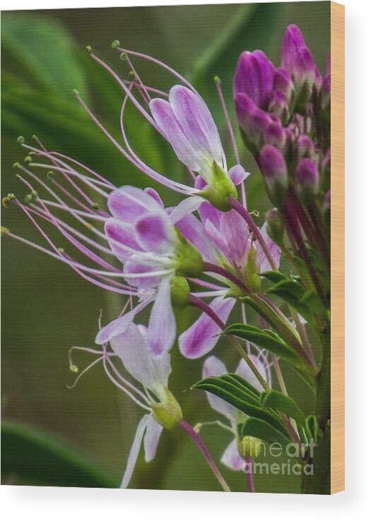 Nature Wood Print featuring the photograph Purple Flower 6 by Christy Garavetto